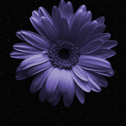 Men's Blend Background
